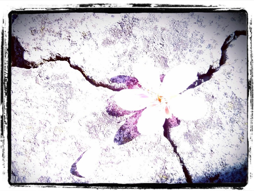 Mandelblüte auf Asphalt